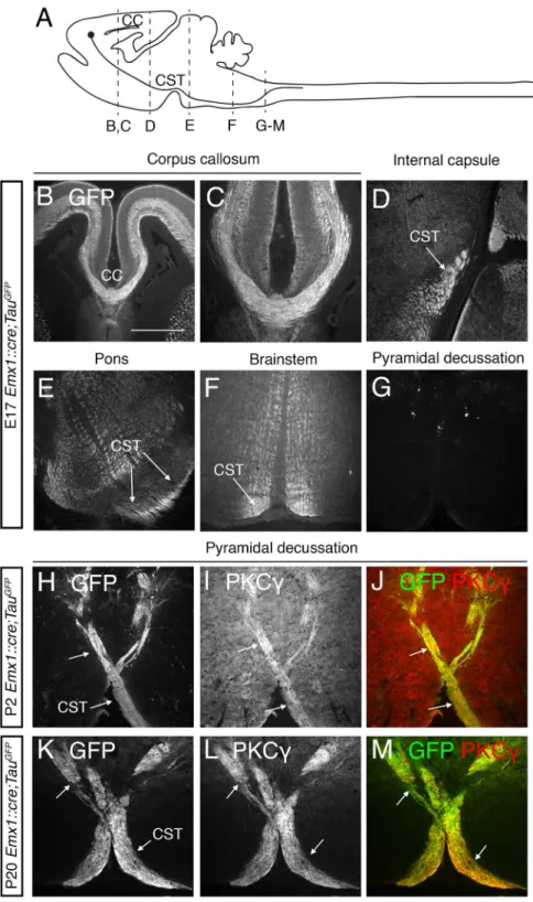 Figure 4.  EMX1 is expressed in Corpus callosum and CST neurons before they cross the midline