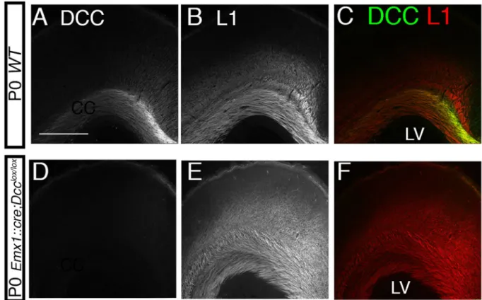Figure 5.  DCC is expressed in the neocortex and CC of wild type mice but not in Emx1::cre;Dcc lox/lox  mice