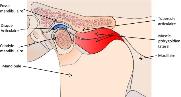 Figure I.1- Coupe Sagittale- Vue latérale-Articulation Temporo-mandibulaire en bouche fermée