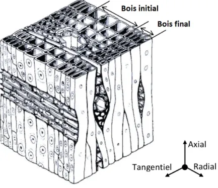 Figure 1.2 – Différences structurelles entre bois d’été et bois de printemps [22]