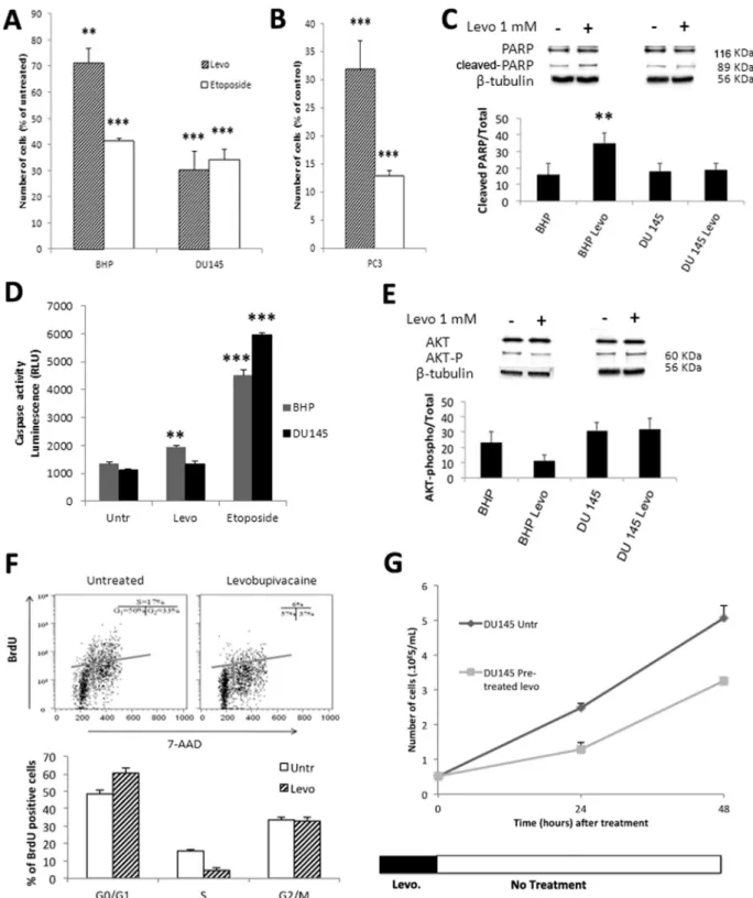 Fig. 1. Impact of levobupivacaine and etoposide on cell proliferation. (A) Cell number of BHP and DU145 cell lines after 24 h treatments with 1 mM of levobupi- levobupi-vacaine or 50 µM etoposide