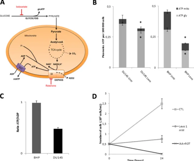 Fig. 4. Impact of levobupivacaine (1 mM; 24 h) in relevant microenvironmental tumor bioenergetic conditions