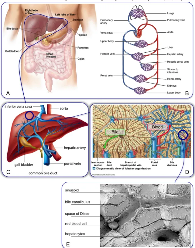 Figure 1.1: Description of the liver anatomy. Located below the diaphragm and above the intestine (A), the liver is irrigated with arterial blood directly coming from the aorta and with venous blood leaving the digestive organs (B)