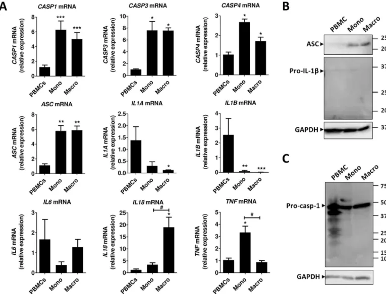 Fig 2. CASP and cytokine expression in human PBMCs, monocytes and macrophages. (A) mRNA gene expression was measured by RT-qPCR and expressed as relative fold change of PBMCs