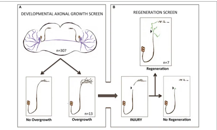 FIGURE 1 | A gain-of-function screen for axonal growth in development and after injury
