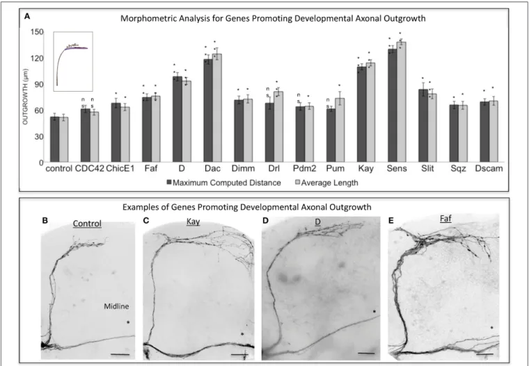FIGURE 2 | Analysis of axonal outgrowth in the developmental screen. (A) Morphometric analysis (Maximum Computed Distance and Average Length) of sLNv axonal projections where developmental overexpression of candidate genes has been specifically induced in 