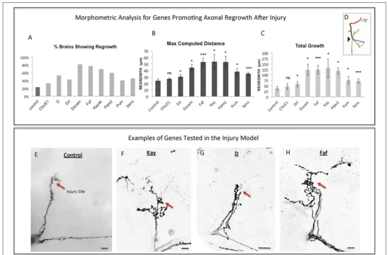 FIGURE 3 | Analysis of axonal regrowth in the regeneration screen. (A–D) Analysis of axonal regrowth 4 days after injury