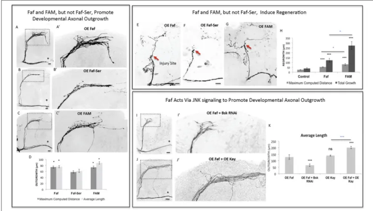 FIGURE 4 | Faf and FAM, but not Faf-Ser, promote axonal outgrowth in development and axonal regrowth after injury, and interact with the JNK signaling pathway.