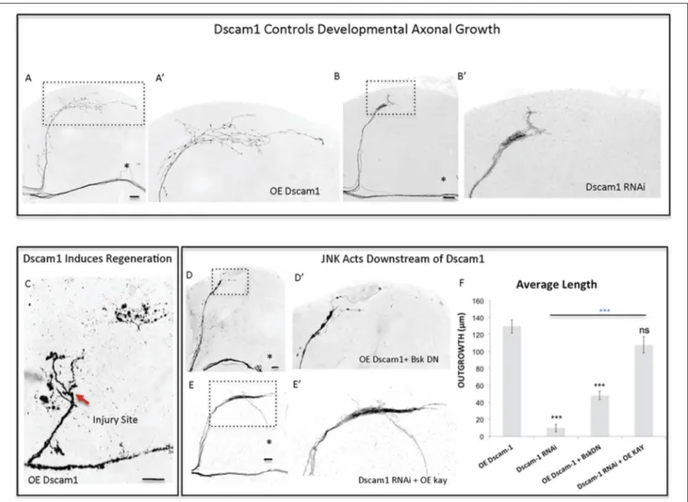 FIGURE 5 | Dscam1 promotes axonal outgrowth in development and axonal regrowth after injury, and interacts with the JNK signaling pathway