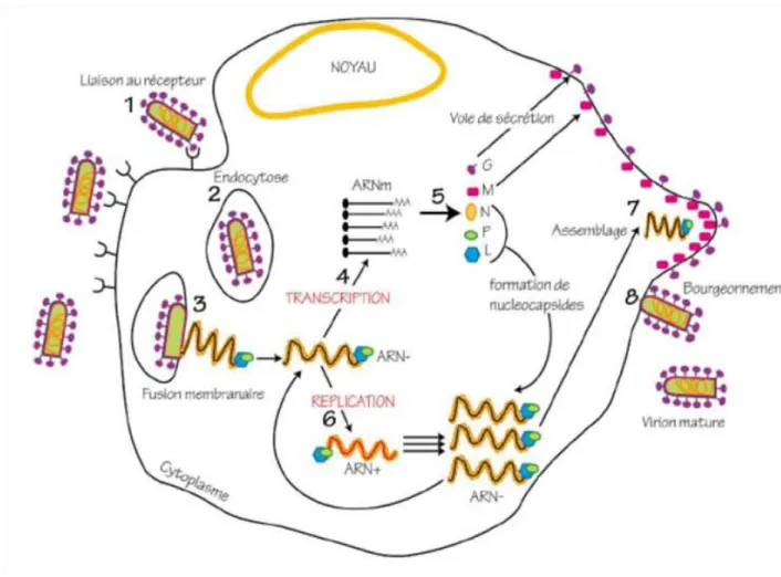 Figure 1.4 – Schéma illustrant le cycle viral des Rhabdoviridae. Le cycle commence par la liaison du virus aux récepteurs cellulaires (1)