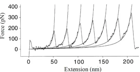 Figure 1.11 – Profil de force extension des domaines immunoglobuline de la titine à vitesse constante