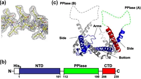 Fig. 1. Crystal structure of the Par27 NTD/CTD core domain. (a) Excerpt of the experimental electron density map of Par27 contoured at 1.4 r level