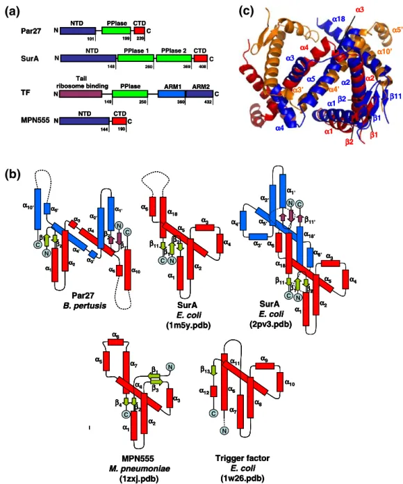 Fig. 2. Structural comparison of the Par27 core with other clamp-like PPIase/chaperones