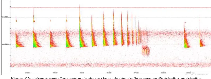 Figure 8 Spectrogramme d'une action de chasse (buzz) de pipistrelle commune Pipistrellus pipistrellus  allemande