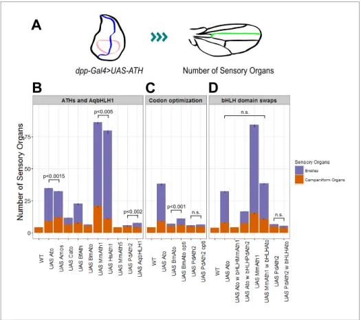 Figure 5. ATHs ectopic expression induces formation of distinct numbers of ectopic sensory organs