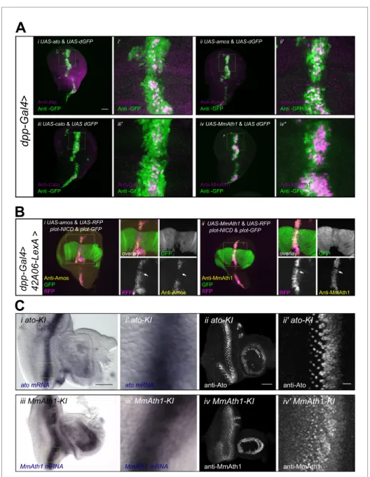 Figure 6. ATH protein steady state dynamics correlate with proneural potency and are regulated by Notch signaling