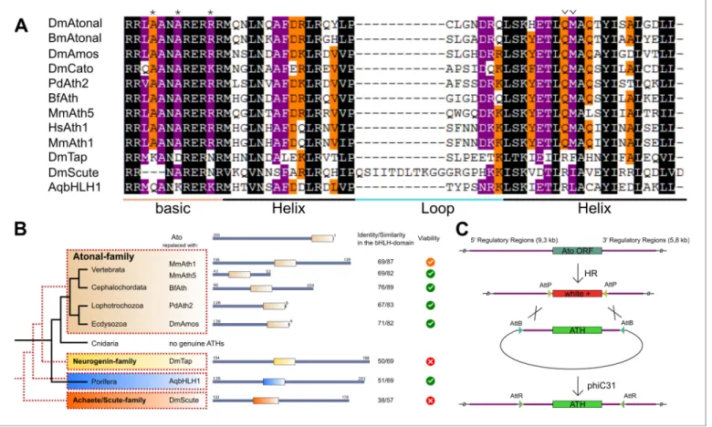 Figure supplement 1. Upon replacement in ato endogenous locus, all ATHs and AqbHLH1 rescue the lethality caused by loss of ato in the fruit fly.