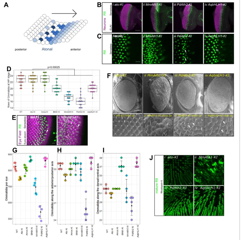 Figure 2. ATHs specify retinal precursors at different rates. (A) Ato specifies the R8 photoreceptors in a sequential manner (from posterior to anterior) in an indentation in the imaginal disc called the morphogenetic furrow (MF), leaving behind regularly 