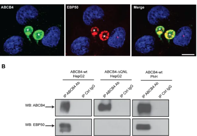 Fig 5. ABCB4 colocalizes and coimmunoprecipitates with EBP50. (A) ABCB4-wt-expressing HepG2 cells were fixed, permeabilized and stained with anti-ABCB4 antibody followed by anti-EBP50 antibody and then incubated with Alexa-Fluor-488-and 594-conjugated seco