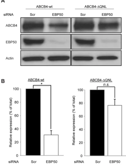 Fig 8. Effect of EBP50 silencing. (A) HepG2 cells expressing ABCB4-wt or ABCB4- Δ QNL were transfected with EBP50 siRNA or scramble siRNA (Scr)