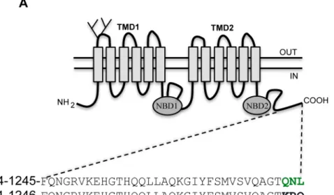 Fig 1. The C-terminus of ABCB4 ends by a PDZ-like motif. (A) Schematic representation of ABCB4.