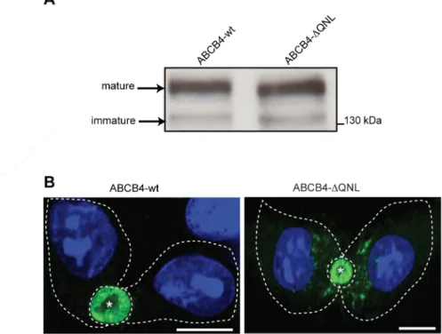 Fig 2. Expression and localization of ABCB4-wt and ABCB4- Δ QNL. (A) ABCB4 was detected by immunoblotting from cell lysates of HepG2 cells stably expressing ABCB4-wt or ABCB4- Δ QNL