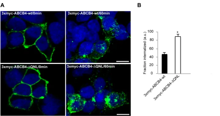 Fig 4. The internalization of ABCB4- Δ QNL is accelerated. (A) Transiently transfected HEK 293 cells were incubated for 30 minutes at 0°C with anti-myc antibody