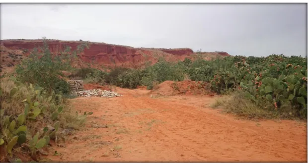 Figure II.12 L’affleurement des argiles et silts rouges de l'aquitanien dans le bassin de l’oued Merguellil  (Falaise de Ktifet El Homrane rive droite de l’oued Merguellil au niveau de la section G)