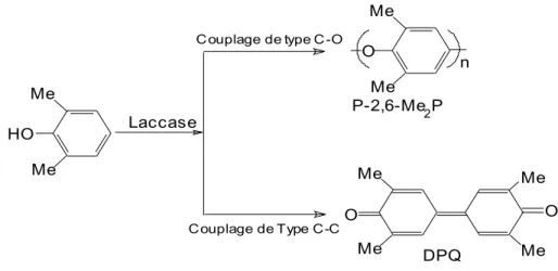 Figure 8 : couplages homogènes C-O et C-C pouvant avoir lieu lors d’une oxydation du 2,6- 2,6-diméthylphénol catalysée par les laccases (Kobayashi et Higashimura, 2003) 