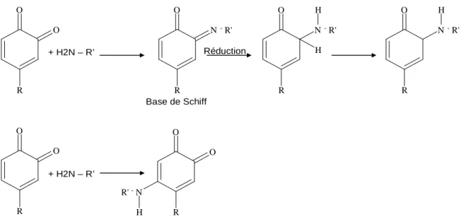 Figure 13 : deux réactions quinone-amine donnant des bases de Schiff et des adduits de type  michaélien (Kumar et al., 1999) 