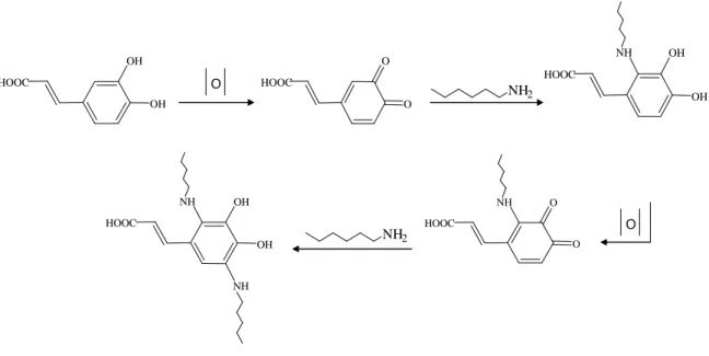 Figure 14 : mécanisme simplifié de la réaction des intermédiaires de la polymérisation des  phénols avec des groupements amine (Strauss et Gibson, 2004) 