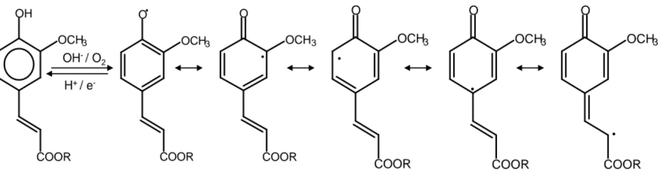Figure 15 : différents radicaux (semiquinones) formés par oxydation de l’acide férulique par  les laccases (Rawel et al., 2001) 