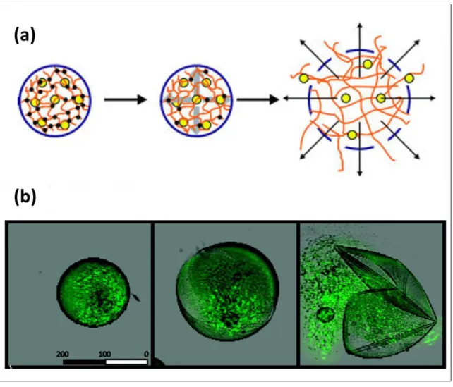 Figure 4.  Evolution d’une microcapsule lors de la dégradation du microgel interne  jusqu’à son auto -éclatement