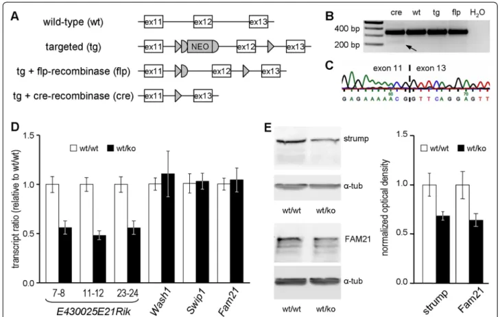 Fig. 1 Targeted deletion of E430025E21Rik exon 12, and determination of consequences at mRNA and protein levels