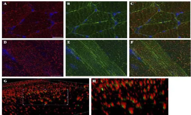 Fig. 4. Double immunofluorescence analysis for δ-SG3 and δ-SG1. Transversal (A–C) and longitudinal  (D–G) cryosections of mouse skeletal muscle were double labeled with antibodies against SG3 and  δ-SG1