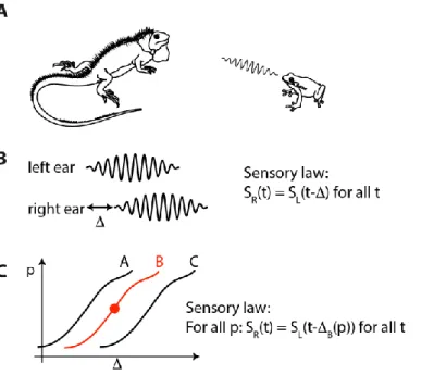 Figure 4. Subjective physics of a fictional iguana. A, The (blind) iguana listens to sounds produced by the frog,  which occasionally jumps to a new position
