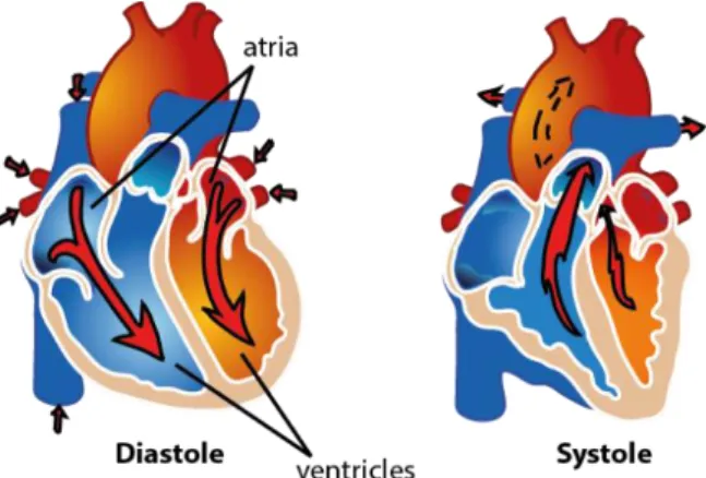 Figure 8. Operation of the heart: atria simultaneously contract, triggered by synchronous firing of excitable  cells, then ventricles simultaneously contract, pushing blood into the lungs