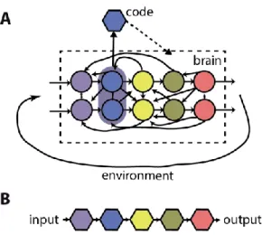 Figure 9. Causal structure of brain and neural codes. A, The brain is a distributed dynamical system made of  interacting neurons, which is coupled to the environment by circular causality