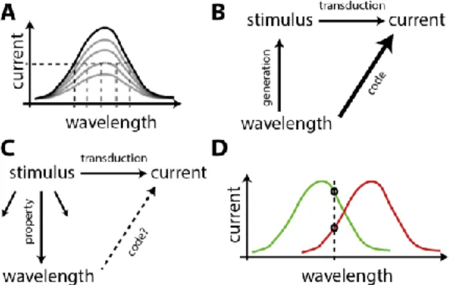 Figure 2. Encoding wavelength of light. A, Response of a cone to flashed light as a function of wavelength  (cartoon),  at  different  intensities  (grey)
