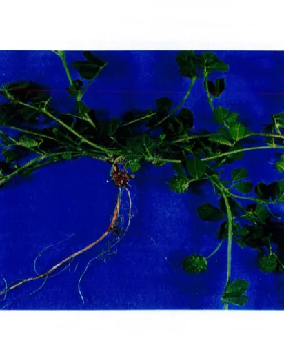 Fig.  1.2.  Medicago aculeata. 