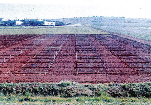 Fig.  2 .2. Champ expérimental  de  1 ' !CARDA sur  le  si te  de Te l I-Iadya (Syrie) 