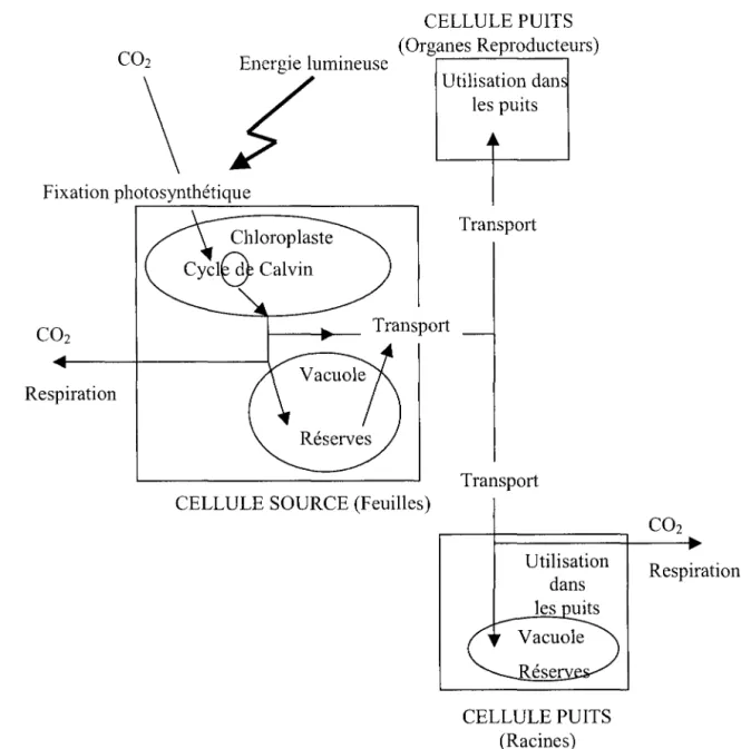 Figure  2  :  Représentation  schématique  de  la  répartition  du  carbone  dans  une  plante  au  stade  reproducteur