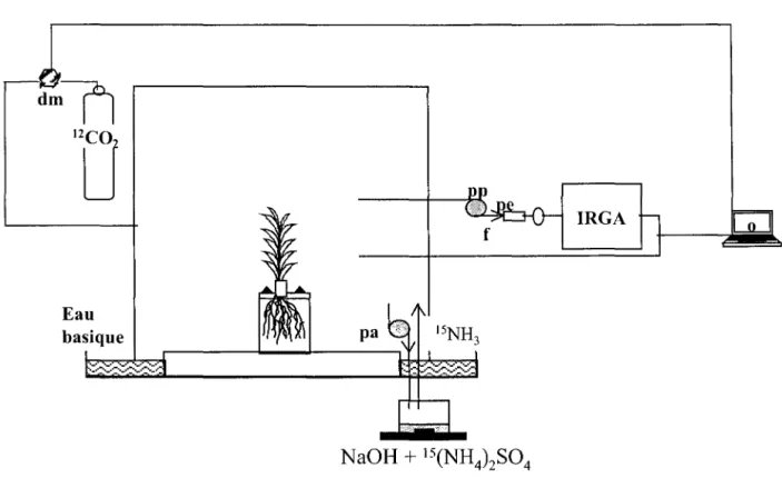 Figure  10  : Dispositif de marquage des plantes au  15 NH 3.  Les plantes assimilent le  15 N par leurs parties aériennes