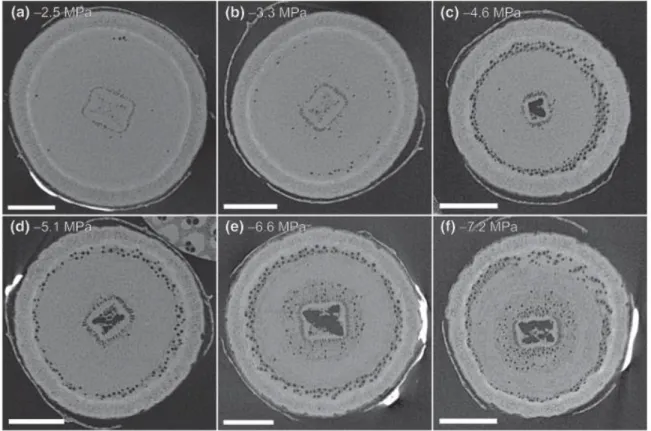 Figure II.2. Scans issus de microtomographie à rayons X de coupes transversales de tronc  d’Eucalyptus  camaldulensis  sous  différents  potentiels  hydriques  négatifs  illustrant  la  propagation des embolies (cercles noirs) lors d’une sécheresse