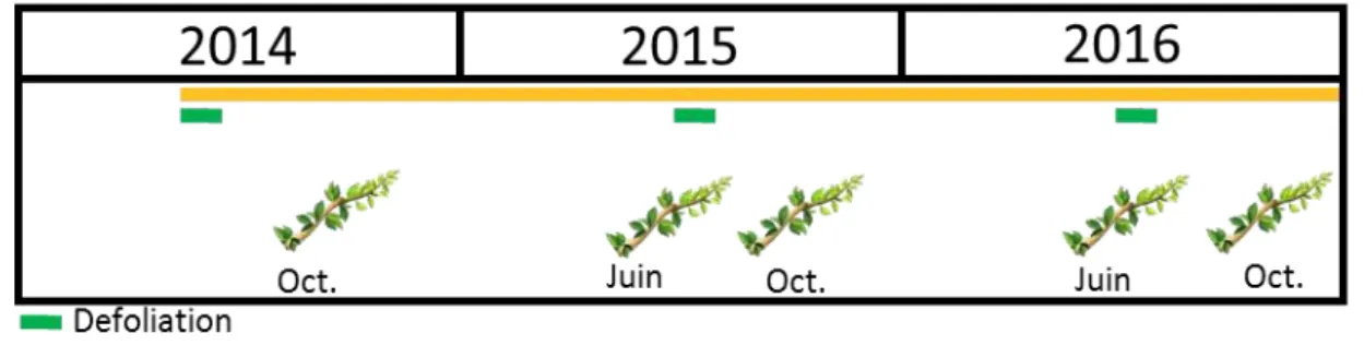 Figure  IV.10.  Frise  chronologique  des  prélèvements  des  rameaux  pour  la  dynamique  saisonnière des NSC