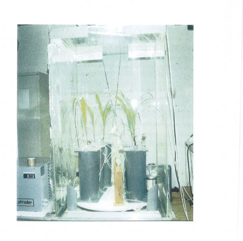 Fig.  2.3. Photo montrant les plantes dans l'enceinte de  marquage. 