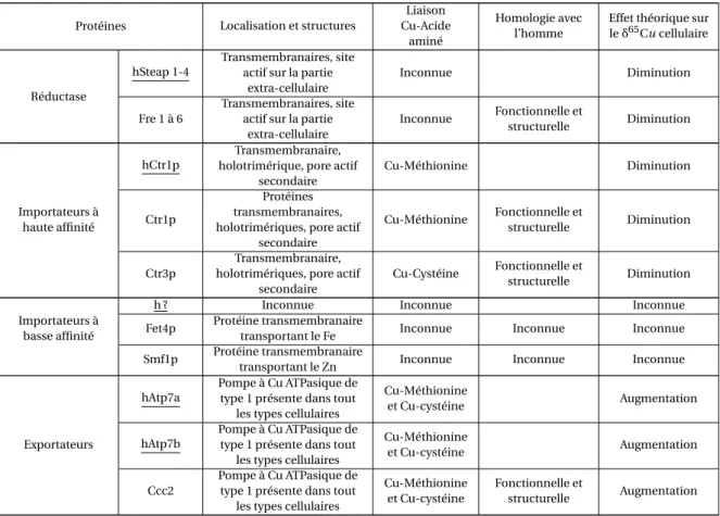 Tableau 1.6 – Tableau comparatif des protéines membranaires impliquées dans l’entrée et dans la sortie du cuivre des cellules humaines et des cellules de Saccharomyces cerevisiae.