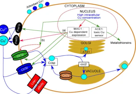 Figure 1.  Copper pathways in Saccharomyces cerevisiae. Copper luxes are represented by blue arrows