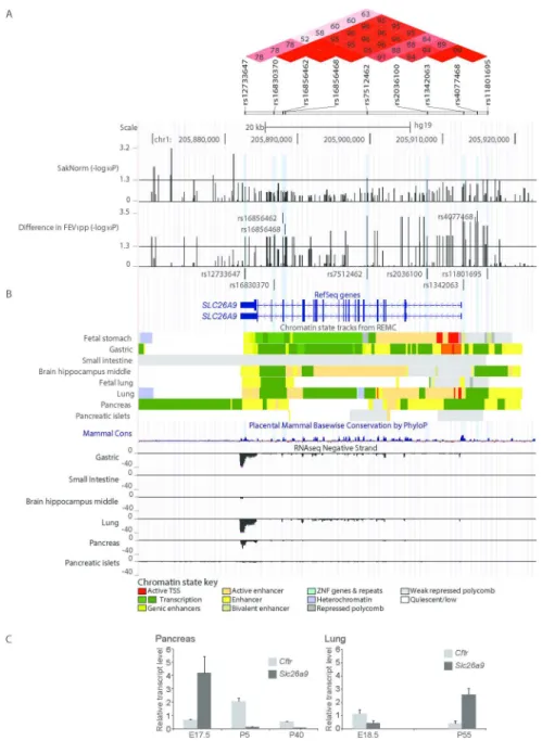 Figure 4. Regional association evidence, genomic landscape and expression of SLC26A9. SLC26A9 with at  least two major RefSeq transcript isoforms (in human) is shown aligned with genetic, physical and  regulatory landmarks