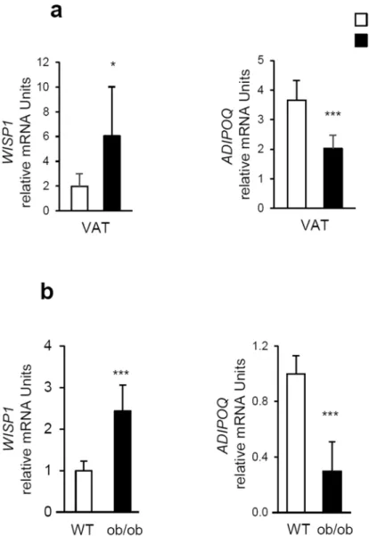 Figure 7.  WISP1 expression is up-regulated in adipose tissues from obese mice.(a) WISP1 and ADIPOQ  mRNA levels were quantified by RT-qPCR in visceral (epididymal) adipose tissue (VAT) from mice fed with a  standard diet (SD) and a high fat diet (HFD) for